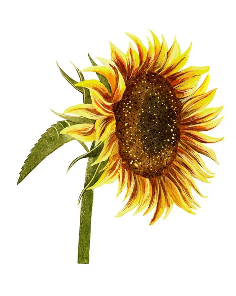 Suluboya ile boyanmış parlak ayçiçeği. Beyaz arkaplanda.