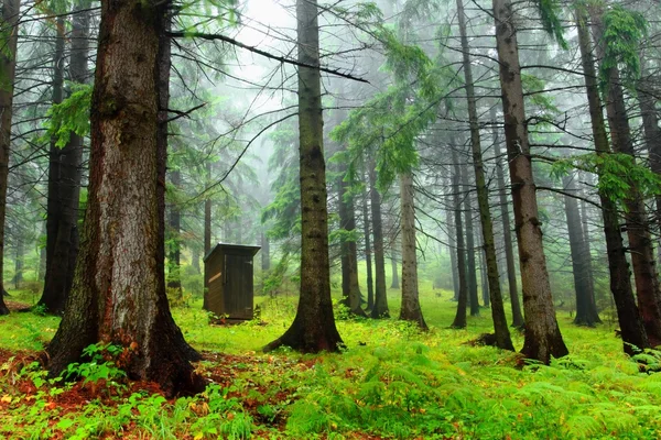 Toilette in a lush forest — Stock Photo, Image