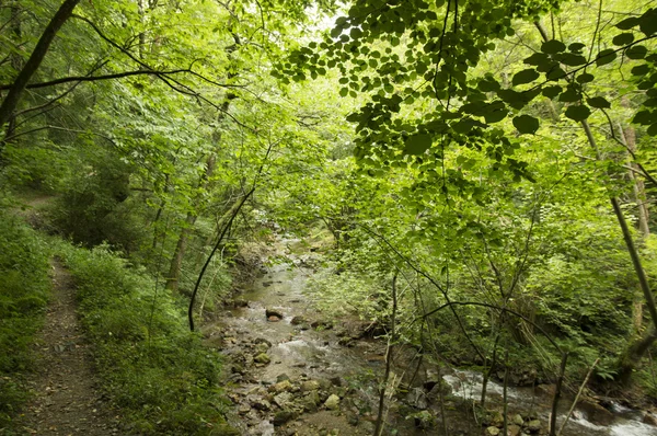 Cammino di Santiago da Saint Jean Pied de Port a Roncesvalles via Valcarlos — Foto Stock