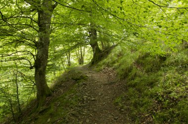 Camino de Santiago SAINT Jean PIED de bağlantı noktasından Roncesvalles yolu ile Valcarlos