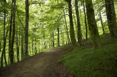 Camino de Santiago SAINT Jean PIED de bağlantı noktasından Roncesvalles yolu ile Valcarlos