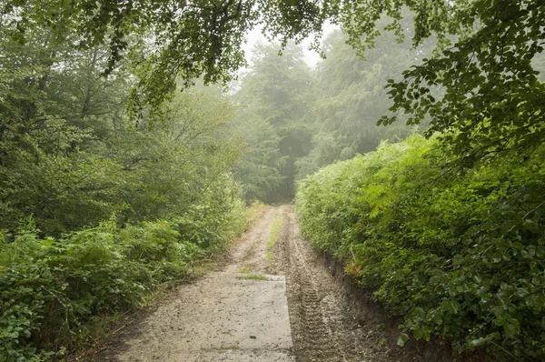 Caminho de Santiago de Saint Jean Pied de Port a Roncesvalles via Valcarlos — Fotografia de Stock