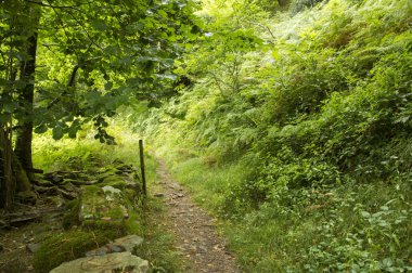 Camino de Santiago SAINT Jean PIED de bağlantı noktasından Roncesvalles yolu ile Valcarlos
