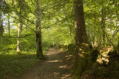 Camino de Santiago Roncesvalles Zubiri için