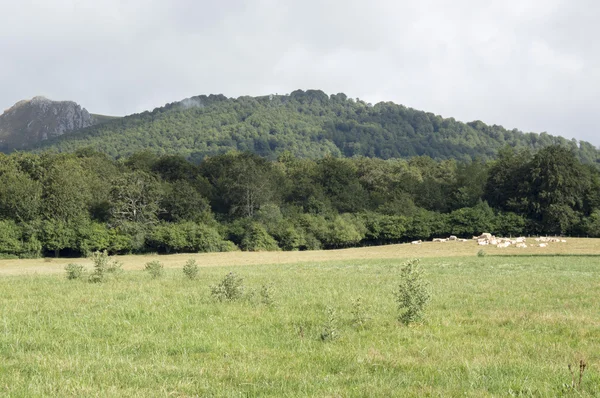 Camino de Santiago από Roncesvalles να Zubiri — Φωτογραφία Αρχείου