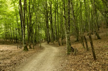 Camino de Santiago Roncesvalles Zubiri için