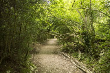 Camino de Santiago Roncesvalles Zubiri için