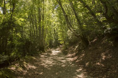 Camino de Santiago Roncesvalles Zubiri için