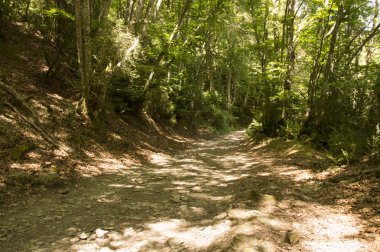Camino de Santiago Roncesvalles Zubiri için