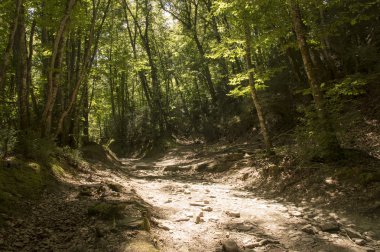 Camino de Santiago Roncesvalles Zubiri için