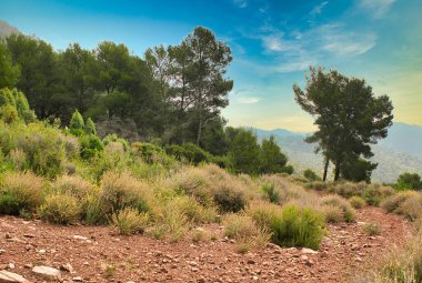 Benicasim, Castellon 'daki palmiyelerin çölü.