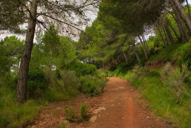 Benicasim, Castellon 'daki palmiyelerin çölü.