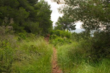 Benicasim, Castellon 'daki palmiyelerin çölü.