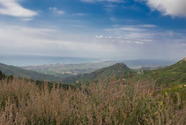 Benicasim, Castellon 'daki palmiyelerin çölü.