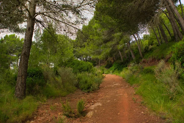 Benicasim, Castellon 'daki palmiyelerin çölü.