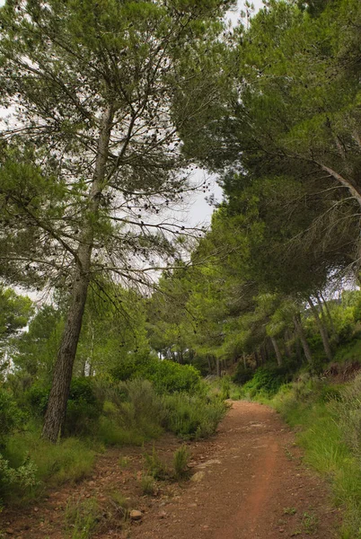 Desierto Las Palmeras Benicasim Castellón — Foto de Stock