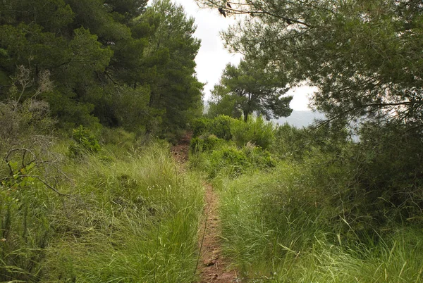 Benicasim, Castellon 'daki palmiyelerin çölü.