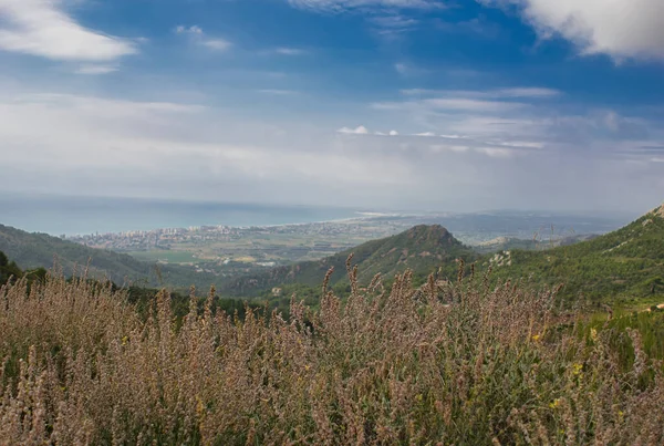 Benicasim, Castellon 'daki palmiyelerin çölü.