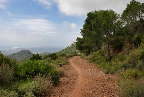 Benicasim, Castellon 'daki palmiyelerin çölü.