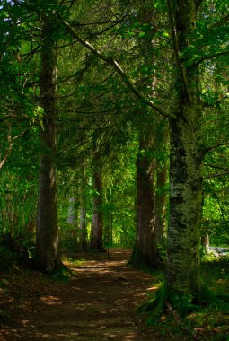 Santiago yolunda Roncesvalles, İspanya 'nın ormanı.