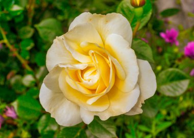 Makro fotoğraf ve güzel beyaz bir gül.
