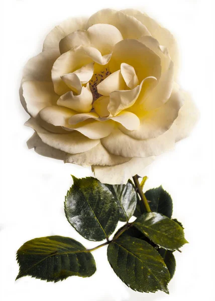 Макрофотографія Гарною Великою Білою Трояндою — стокове фото