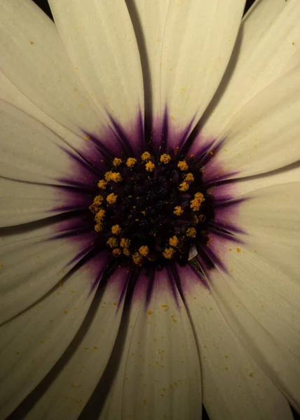 Macro Photo Une Belle Fleur Marguerite Blanche Espagne — Photo