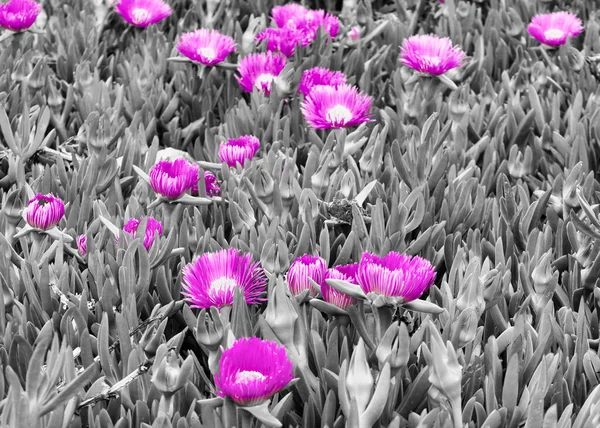 Plusieurs Fleurs Exotiques Une Couleur Pourpre Espagne — Photo