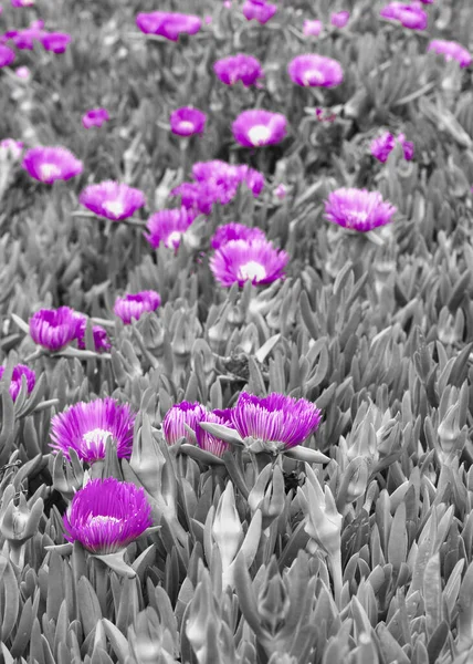 Plusieurs Fleurs Exotiques Une Couleur Pourpre Espagne — Photo