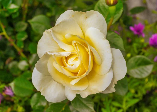 Macro Photo Avec Une Belle Grande Rose Blanche — Photo