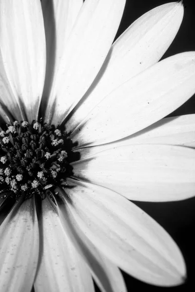 Макрофотографія Гарної Білої Квітки Ропухою — стокове фото