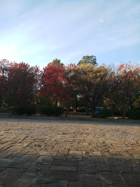 Tonalità Dei Colori Degli Alberi — Foto Stock