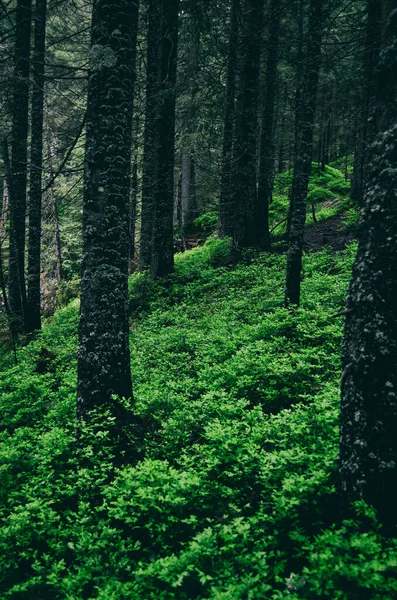 松林の中の緑の茂み 常緑針葉樹の松林 — ストック写真