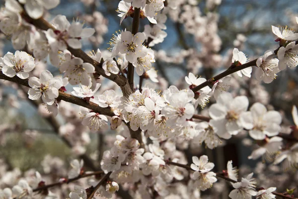 Kiraz çiçek açması ağaç  