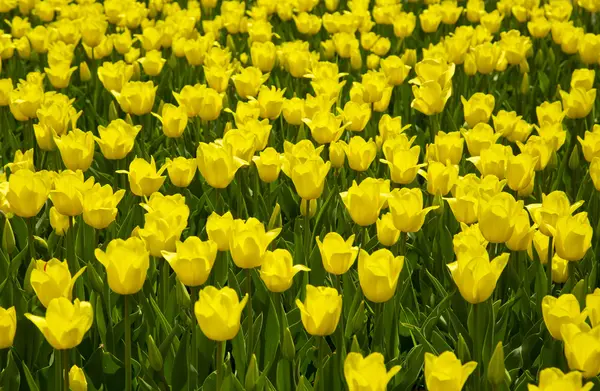 Sarı laleler çok