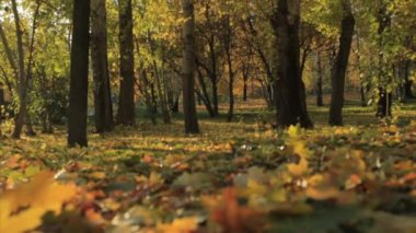 Sonbahar Park düşen yaprakları