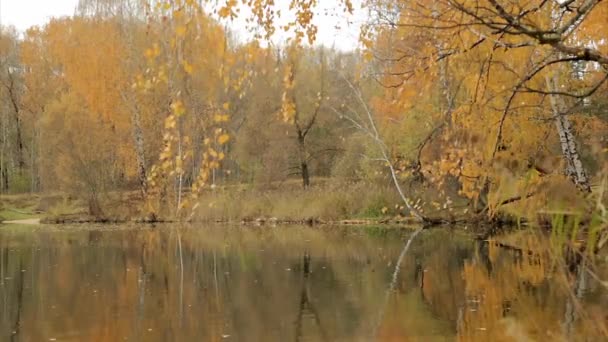 Vid sjön skog i höst — Stockvideo