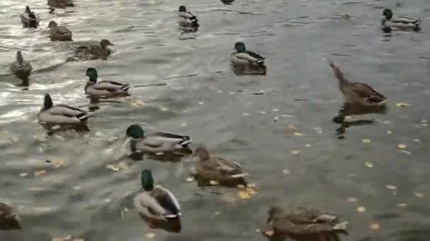 Des canards sauvages flottent dans le lac forestier 