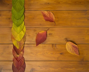 Güzel çok renkli ahşap kurullarında bırakır