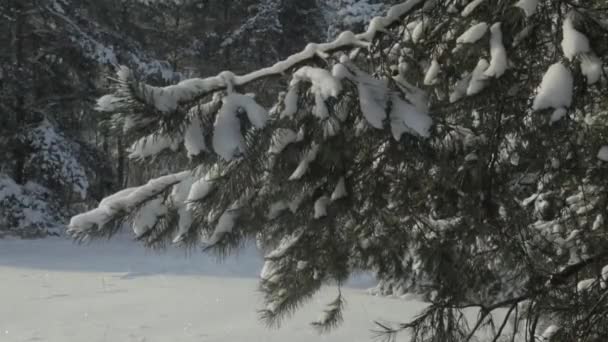 Zimowy Las. Spadnie śnieg. Słońca i śniegu. — Wideo stockowe