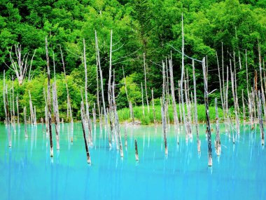 Aoi Ike ya da Blue Pond, Biei, Hikkaido 'da bulunan ünlü bir turistik merkezdir..