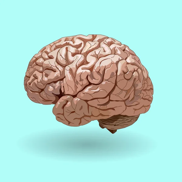 青い背景に現実的な人間の脳 . — ストックベクタ