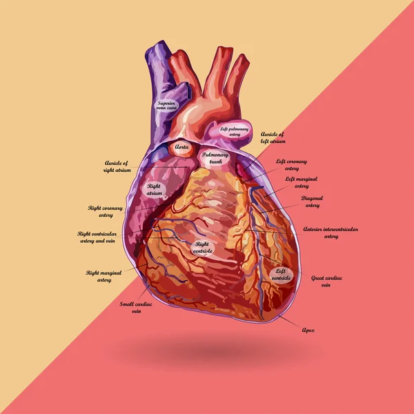 Människans hjärta vektor — Stock vektor