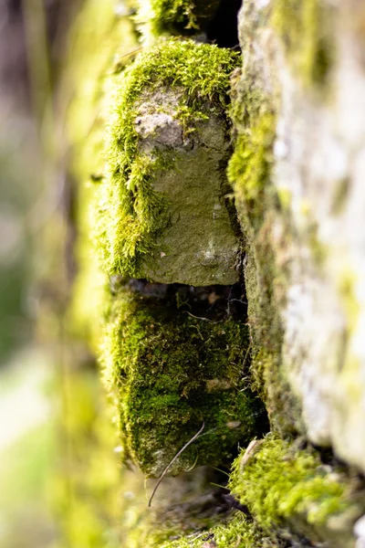 Fundo da parede — Fotografia de Stock