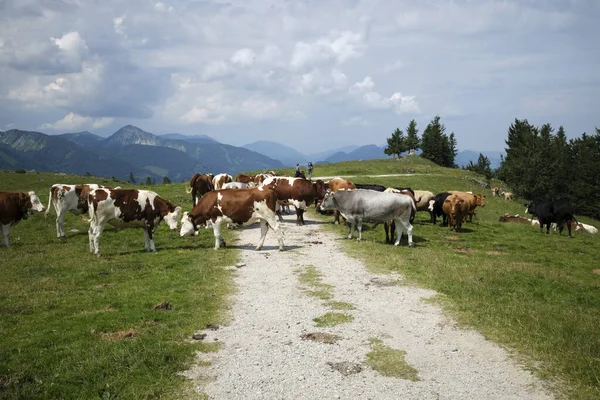 Manzara Wolfgang Avusturya İneklerle Yaz Zirvesinde