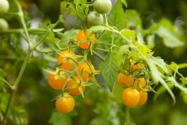 Sarı kiraz domatesleri çalılıklarda yetişir. Domates hasadı. Yüksek kalite fotoğraf