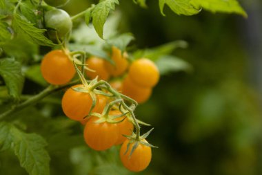 Bahçedeki sarmaşıkta sarı kiraz domatesleri. Yüksek kalite fotoğraf