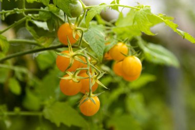 Evde domates yetiştiriyorum. Bahçecilik. Yüksek kalite fotoğraf