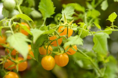 Domatesli sera. Domates yetiştiriyorum. Olgun sarı domatesler. Yüksek kalite fotoğraf