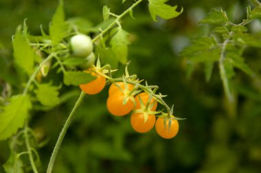 Domateslerin olgunlaşması. Yeşil ve sarı domatesler aynı bitkide. Yüksek kalite fotoğraf